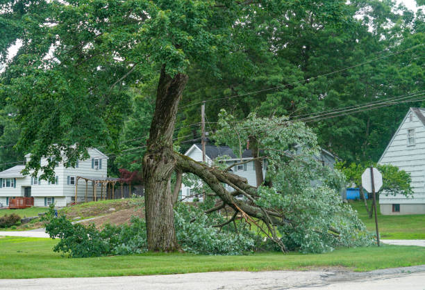 Best Utility Line Clearance  in Fairport, NY